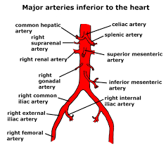 Flashcards - Anatomy Test 2: Blood And Cardiovascular System Ch.17-20