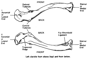 Flashcards - Anatomy Cards Test 1