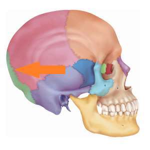 Flashcards - Ch. 8 Bones IV Skull Lateral View