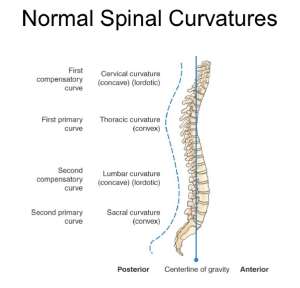 Flashcards - C-Spine