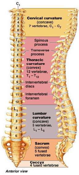 Flashcards - Neuroanatomy - Vertebral Column