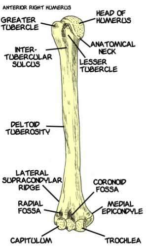 Flashcards - Anatomy table 7.2