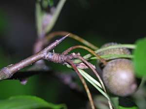 Callery/Bradford Pear (Pyrus calleryana) thorn