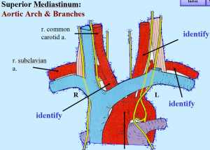 Definition Of Aortic Arch - Euunare