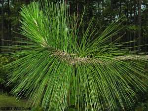 Longleaf Pine (Pinus palustris) leaves