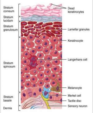 Flashcards - a&p lecture chap 5 Integumentary System