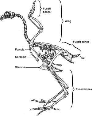 Flashcards - Vertebrate Paleontology