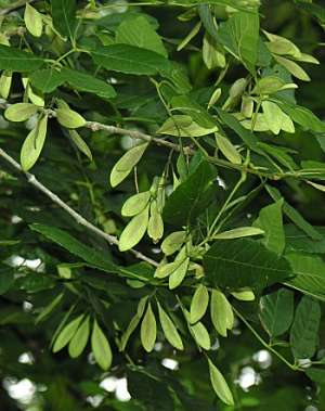 Carolina Ash (Fraxinus caroliniana) fruit