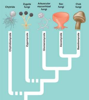 Flashcards - Organismal Biology