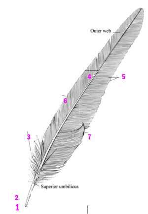 Flashcards - Avian Topography