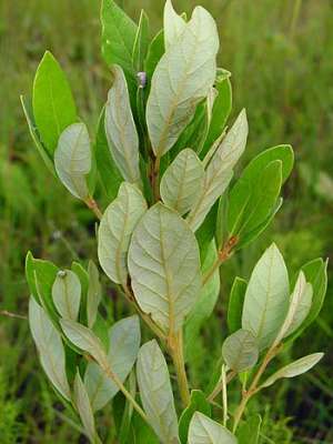 Swamp Bay (Persea palustris)