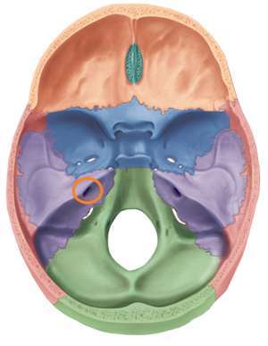 Flashcards - Ch. 8 Skull Superior view