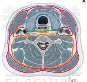 Flashcards - Cervical Gross Anatomy and Head Anatomy 1