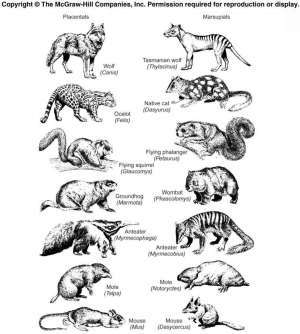 Flashcards - Vertebrate Paleontology