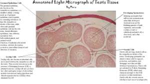 Annotated Light Micrograph of Testis Tissue