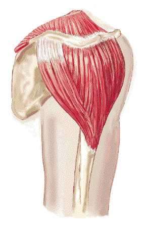 Flashcards - Shoulder Region