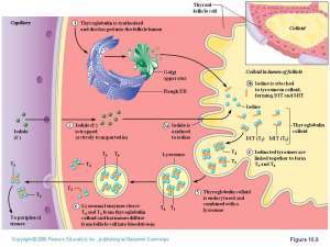 Flashcards - Lecture Endocrine System Part II