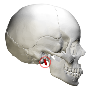 Flashcards - DHE 116 chapter#21 Radiographic Anatomy quiz