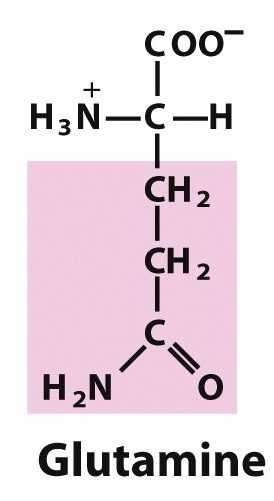 Flashcards - Amino Acids