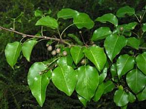 Callery/Bradford Pear (Pyrus calleryana) leaves