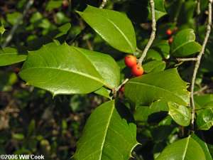 American Holly (Ilex opaca) leaves fruit