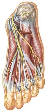 Flashcards - S1M2 Anatomy Foot