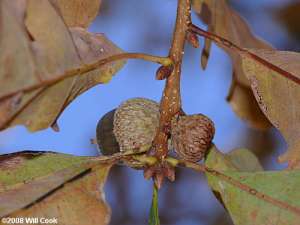 Sand Post Oak (Quercus margaretta) acorn