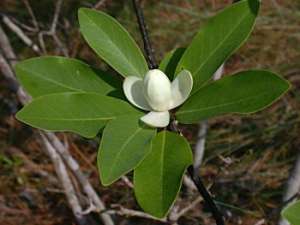 Sweetbay (Magnolia virginiana) flower
