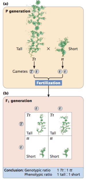 Flashcards - Genetics Ch.3