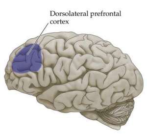 http://www.shockmd.com/wp-content/dorsolateral-prefrontal-cortex3.jpg