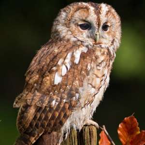 autumn-tawny-owl-400x400
