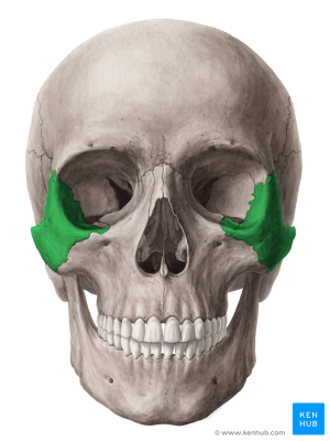 Flashcards - A&P Lab 3 Skeleton