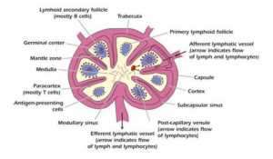 Flashcards - Immuno-05