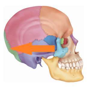 Flashcards - Ch. 8 Bones IV Skull Lateral View