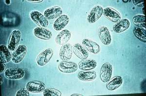 Flashcards - Equine Internal Parasites