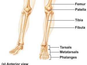 Flashcards - Skeletal_System.txt