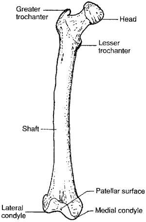 Flashcards - Bone Surface Markings.txt