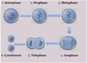 Phases-of-Mitosis
