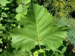 American Sycamore (Platanus occidentalis) leaves