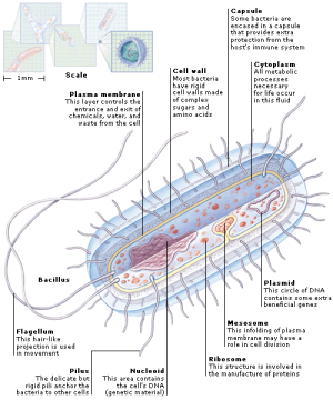 Flashcards - Biology - Unit 4 Topic 6