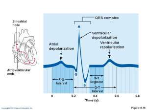 Flashcards - The Heart LECTURE A&P II