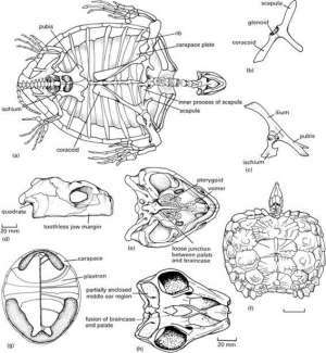 Flashcards - Vertebrate Paleontology