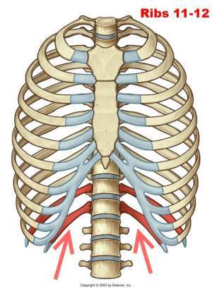 Flashcards - Sternum ribs upper and lower extremities