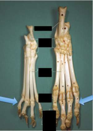 Flashcards - Bones: Pelvic Appendicular Limb