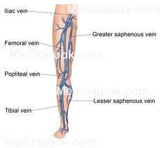 Flashcards - Anatomy test 2: blood and cardiovascular system Ch.17-20