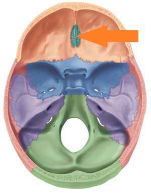 Flashcards - Ch. 8 Skull Superior view