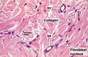 Flashcards - HISTO BLOCK II