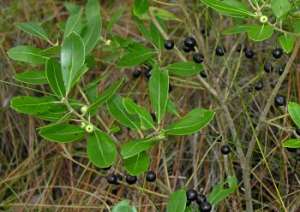 Inkberry (Ilex glabra) berries