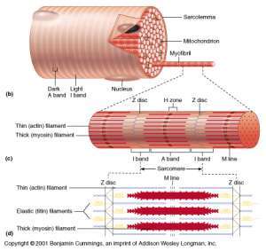 Flashcards - Cellular level of Muscle