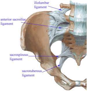 Flashcards - Anat Gluteal/Posterior Thigh (2)